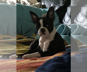 Boston Terrier Litter for sale in IMPERIAL BCH, CA, USA