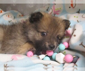 Pomeranian-Pomerat Mix Litter for sale in THORP, WI, USA