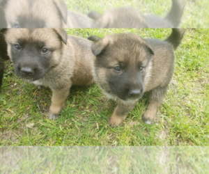 Akita-German Shepherd Dog Mix Litter for sale in ITALY, TX, USA