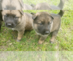 Small Akita-German Shepherd Dog Mix