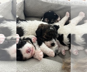 Aussiedoodle Miniature  Litter for sale in KANSAS CITY, MO, USA