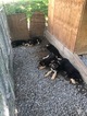 Small Photo #1 German Shepherd Dog Puppy For Sale in MERTZTOWN, PA, USA
