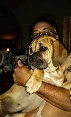 Cane Corso Litter for sale in DELAWARE, OH, USA