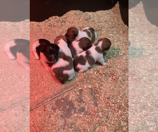 Medium Photo #1 Jack Russell Terrier Puppy For Sale in BENTON, IL, USA