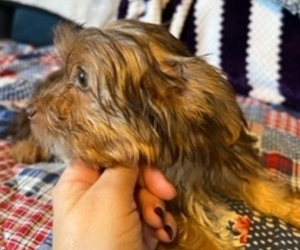 Yorkshire Terrier Litter for sale in ALLEYTON, TX, USA