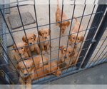 Small Photo #1 Golden Retriever Puppy For Sale in ALLIANCE, NE, USA