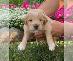 Small Photo #1 Goldendoodle (Miniature) Puppy For Sale in NAPPANEE, IN, USA