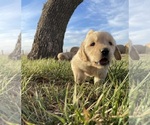 Small Photo #1 Golden Retriever Puppy For Sale in WOLFFORTH, TX, USA
