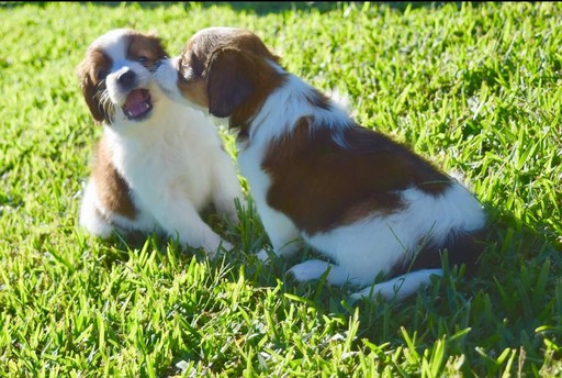 Medium Photo #1 Nederlandse Kooikerhondje Puppy For Sale in HIALEAH, FL, USA
