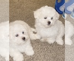 Small Photo #1 Maltese Puppy For Sale in KANSAS CITY, MO, USA