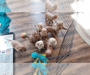 Goldendoodle Litter for sale in ALLEGANY, NY, USA