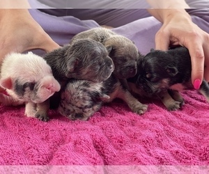 French Bulldog Litter for sale in ARLINGTON HEIGHTS, IL, USA