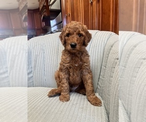 Goldendoodle Litter for sale in ANTWERP, NY, USA