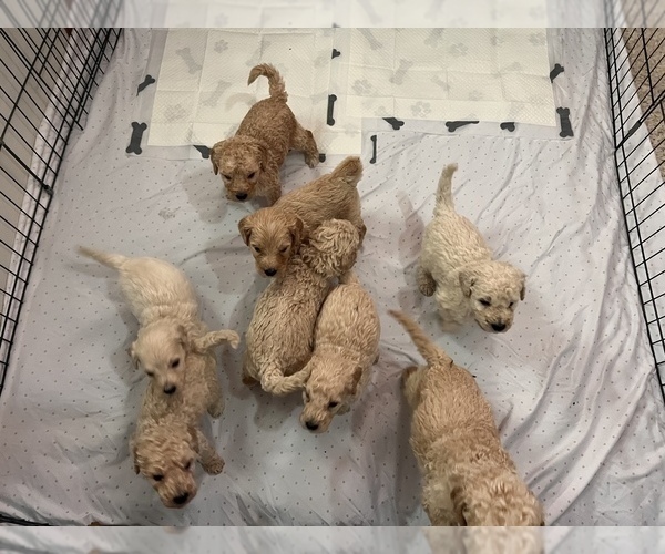Medium Photo #1 Goldendoodle Puppy For Sale in COLORADO SPRINGS, CO, USA