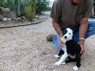 Border Collie Litter for sale in GREEN VALLEY, AZ, USA