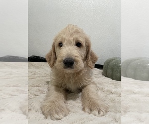 Labradoodle Litter for sale in NORTH HIGHLANDS, CA, USA