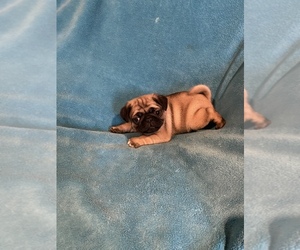 Pug Litter for sale in AIKEN, SC, USA