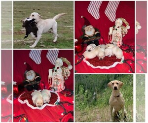 Labrador Retriever Litter for sale in MOLALLA, OR, USA