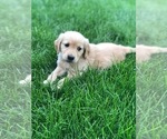 Small Photo #1 Golden Retriever Puppy For Sale in CO SPGS, CO, USA