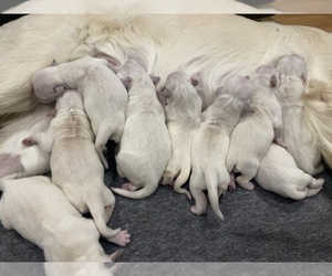 Golden Retriever Litter for sale in COCKRELL HILL, TX, USA