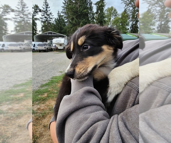 Medium Photo #1 Border Collie Puppy For Sale in ROY, WA, USA