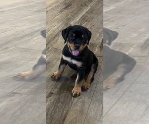 Rottweiler Litter for sale in TERRE HAUTE, IN, USA