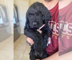 Double Doodle Litter for sale in CYPRESS, TX, USA