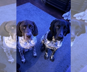 German Shorthaired Pointer Litter for sale in KERRVILLE, TX, USA