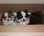 Small Photo #1 Pomeranian Puppy For Sale in CONROE, TX, USA