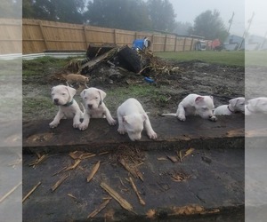 Dogo Argentino Litter for sale in ARCADIA, FL, USA