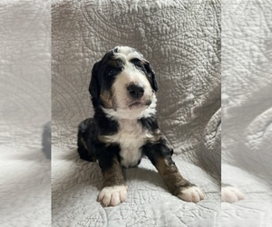 Bernedoodle Litter for sale in SOUTHAVEN, MS, USA