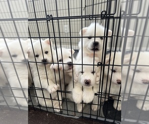 Medium Samoyed-Siberian Husky Mix