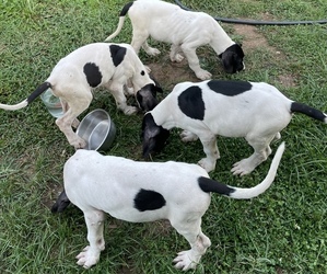 Great Dane Litter for sale in MADISON HEIGHTS, VA, USA