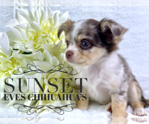 Chihuahua Litter for sale in FLOWERY BR, GA, USA
