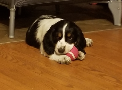 Medium Photo #1 English Springer Spaniel Puppy For Sale in ANNVILLE, PA, USA