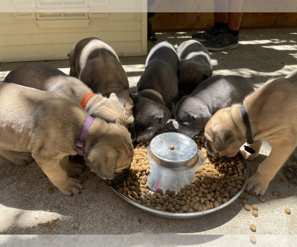 Medium Photo #1 Cane Corso Puppy For Sale in PINE GROVE, CA, USA