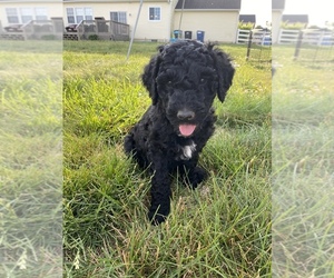 Goldendoodle Litter for sale in FREDERICA, DE, USA