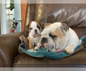 English Bulldog Litter for sale in FROSTBURG, MD, USA