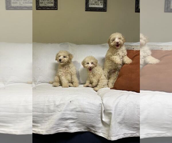 Medium Photo #1 Poodle (Miniature) Puppy For Sale in PISCATAWAY, NJ, USA