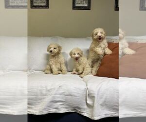 Poodle (Miniature) Litter for sale in PISCATAWAY, NJ, USA