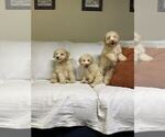 Small Photo #1 Poodle (Miniature) Puppy For Sale in PISCATAWAY, NJ, USA
