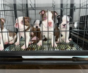 Boston Terrier Litter for sale in RICHWOOD, TX, USA