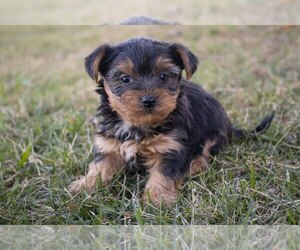 Yorkshire Terrier Litter for sale in FRESNO, OH, USA