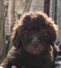 Labradoodle Litter for sale in FORNEY, TX, USA
