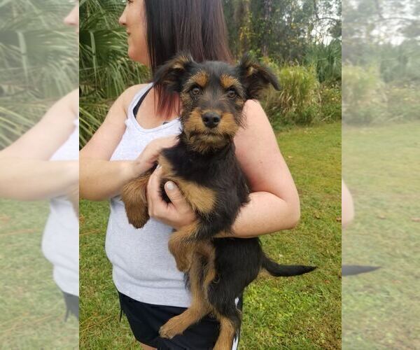 Medium Photo #1 Yorkshire Terrier Puppy For Sale in MELBOURNE, FL, USA