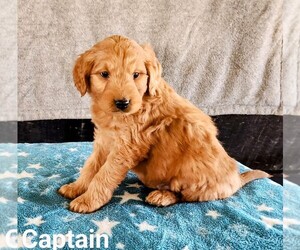 Goldendoodle (Miniature) Litter for sale in NAPPANEE, IN, USA