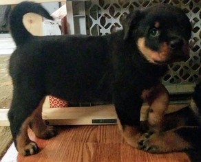 Rottweiler Litter for sale in MASSILLON, OH, USA