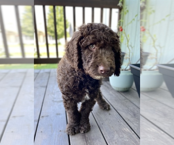 Medium Photo #1 Goldendoodle Puppy For Sale in SPOKANE VALLEY, WA, USA