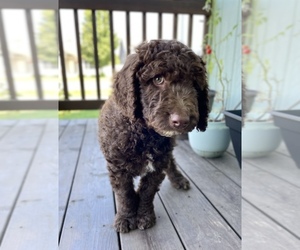Goldendoodle Litter for sale in SPOKANE VALLEY, WA, USA