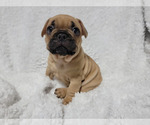 Small French Bulldog